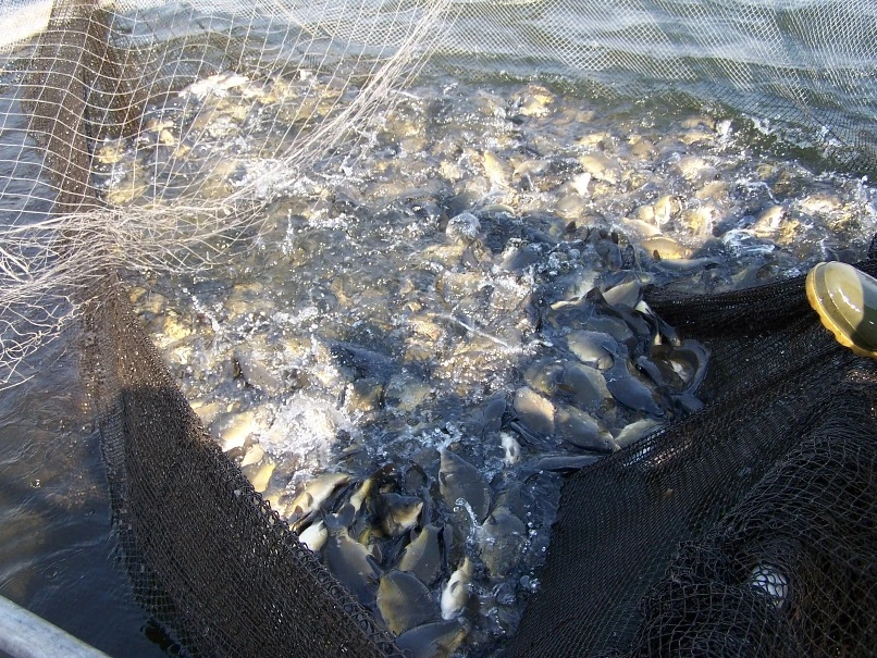 Netzfischen