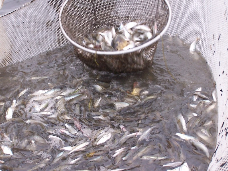 kleine Fische