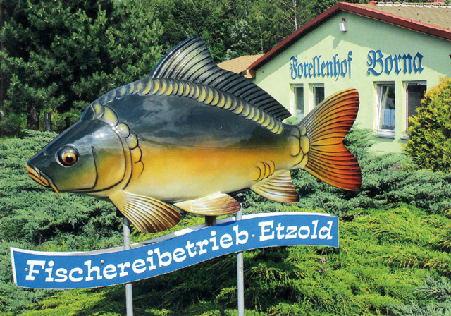 karpfen bild